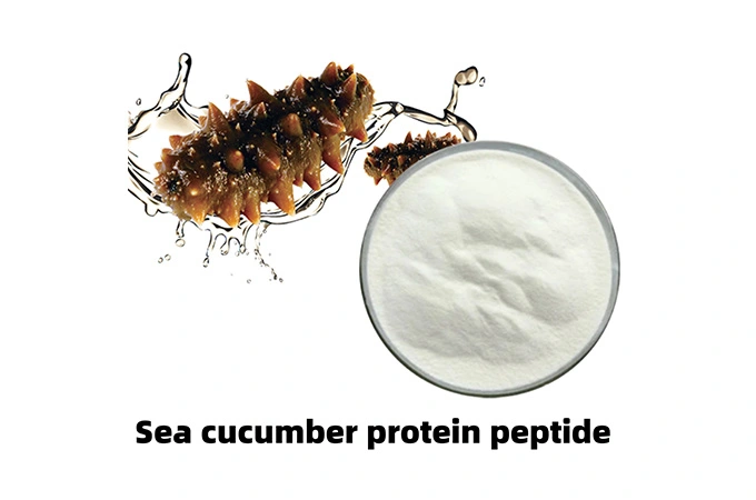 Sea Cucumber Protein Peptide